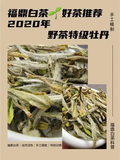 福鼎白茶科普好茶推荐