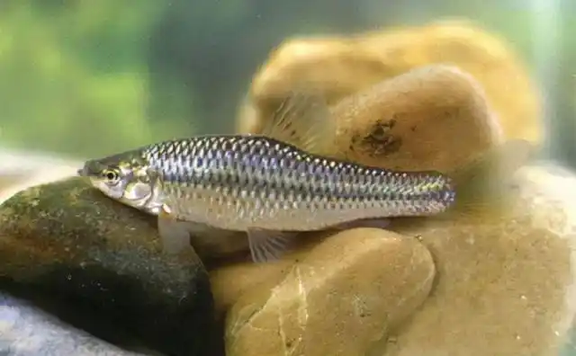 野钓中那些闹钩的小鱼合集钓友们都来一睹真容你钓到过几种