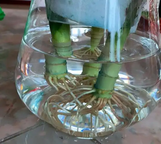 富贵竹喝点大肥水叶片油绿蹭蹭长四季常绿