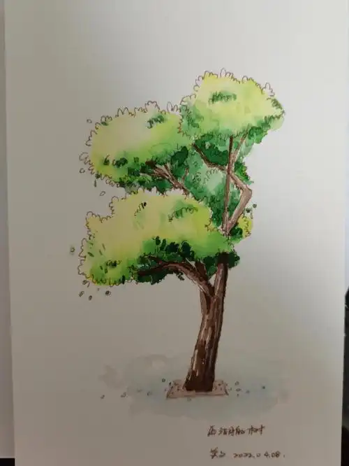 西湖的树钢笔淡彩41100