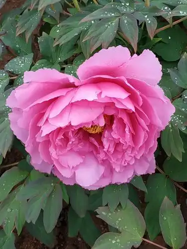 2019年4月24号中午休闲之余,中山公园赏牡丹,带水珠的牡丹格外娇艳