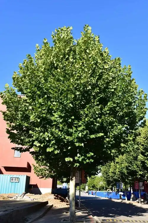 一球悬铃木 platanus occidentalis linn.