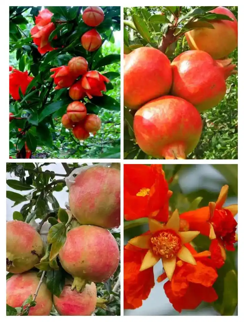 花果同框的石榴美美哒