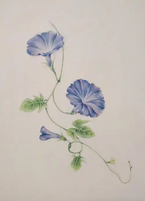 零基础彩铅植物教程2清新的牵牛花详细步骤图