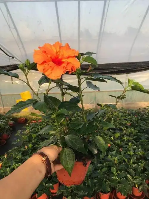 花期最长的花就是朱槿1年能开365天一朵比拳头还大