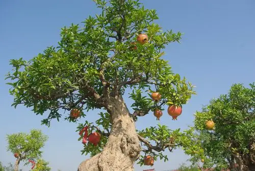 河阴石榴风景区