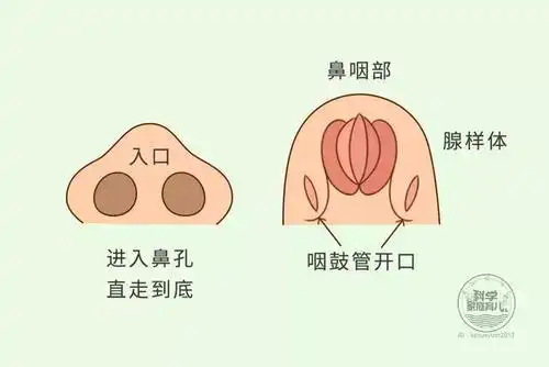 那么变成"胖橘子"的腺样体,会让宝宝有哪些表现呢?
