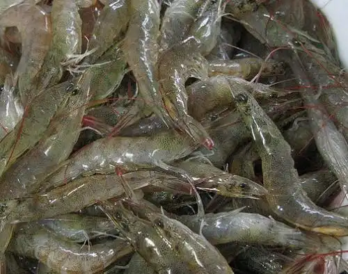 河虾介绍及图片