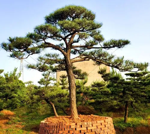 黑松 上海黑松批发