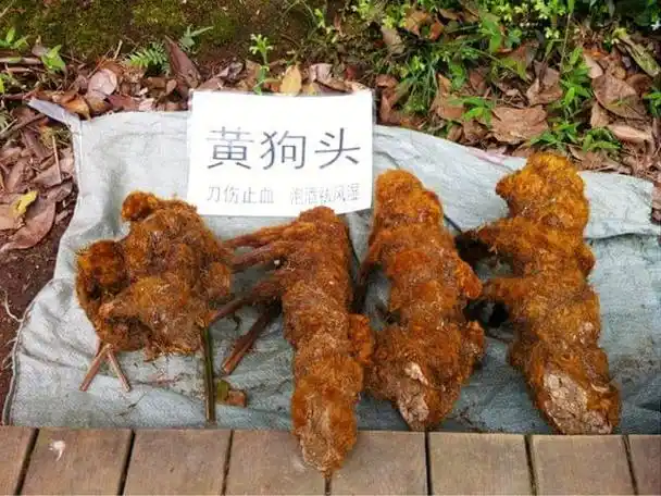 才得知原来这金狗头真的是一味难得的好药材,对治肝肾虚损有很