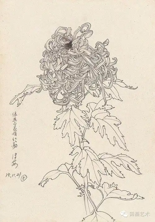 邹传安菊花白描写生作品欣赏