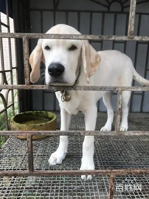 【图】- 奶白拉布拉多700 - 湛江吴川狗狗 - 吴川百姓网