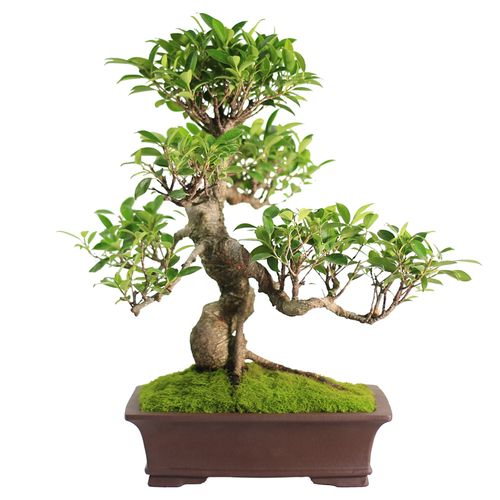 小叶榕树盆景老桩造型办公办公室室内客厅大型绿植