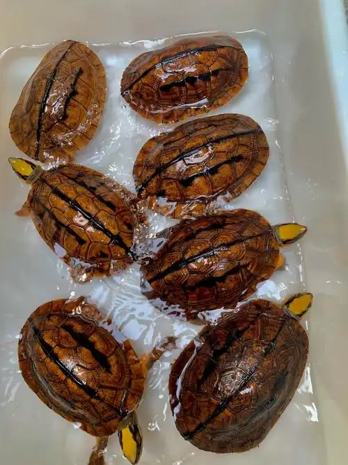 金钱龟的饲养方法(金钱龟多少钱一斤市场价格) 金钱龟的饲养方法 第2