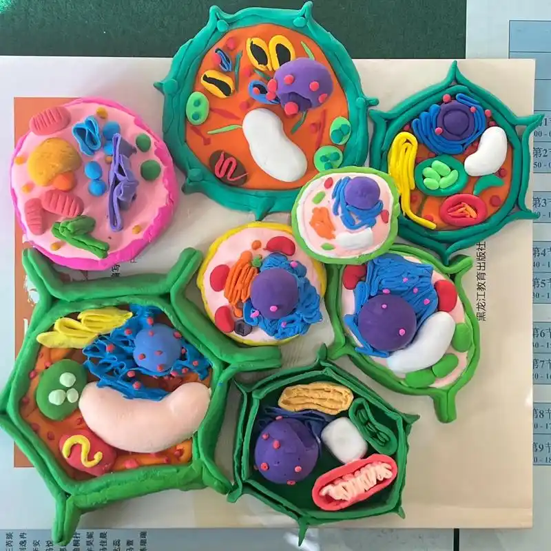 夸夸小孩儿们做的细胞模型!#手工 - 抖音