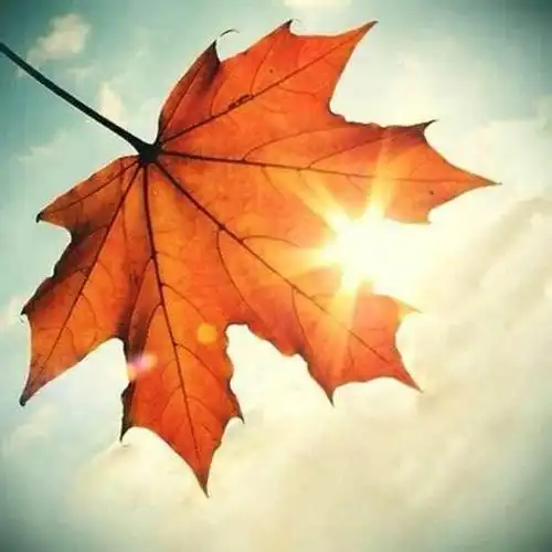 叶罗丽心理测试:选出一片枫叶,测2018你体质容易遇到啥样的奇迹