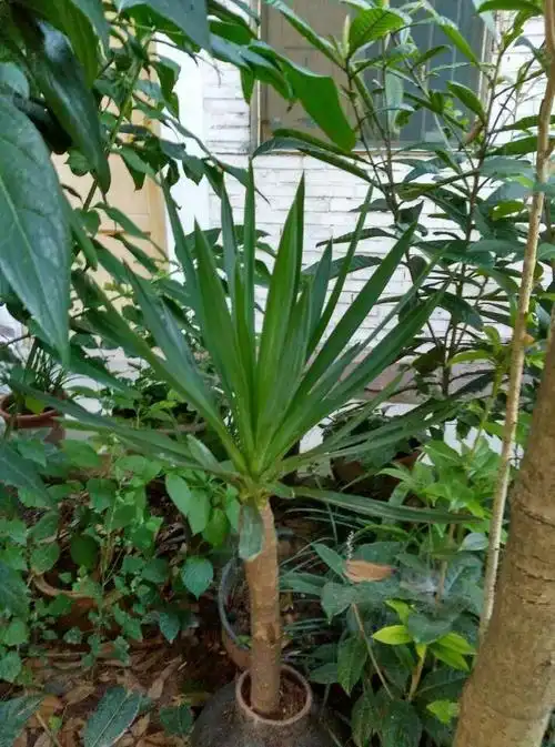 有没有人知道这个植物叫什么名字,很粗的杆上面长几片细长的叶子那个.