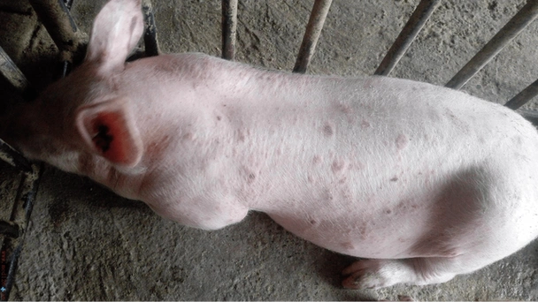 猪湿疹的临床症状与治疗