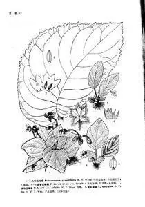 蝴蝶卵简笔画欣赏