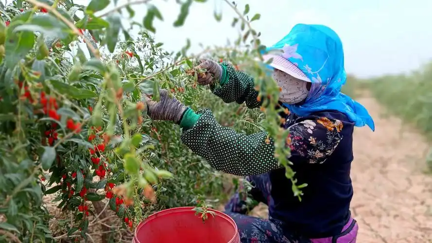 >新闻中心>古浪新闻>采摘工采摘枸杞"今年我种植了80亩枸杞,果子长得