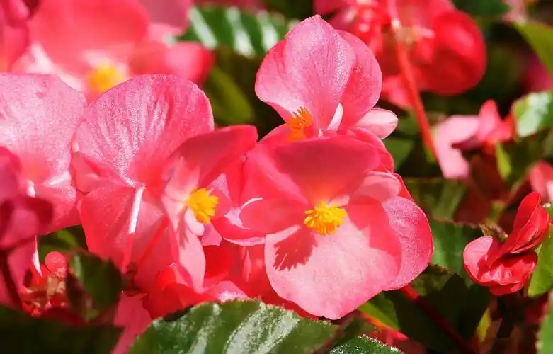 秋海棠(二)-中关村在线摄影论坛