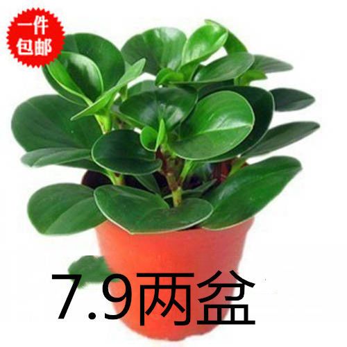 豆瓣绿盆栽吸烟鬼花盆栽净化空气绿萝盆栽水培植物青叶碧玉盆栽