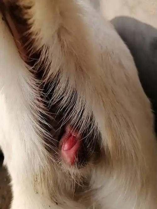 老师好母羊尿道口里面长疙瘩怎么回事