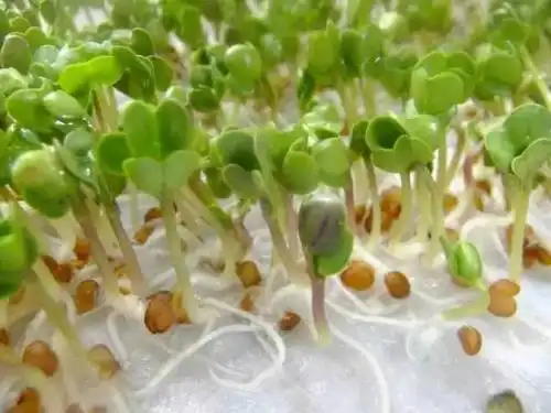 纸上种菜效益可观小小发明成脱贫利器