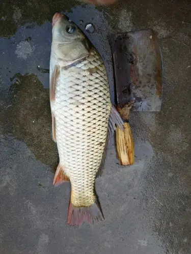 最后鱼获,大鲤三斤左右