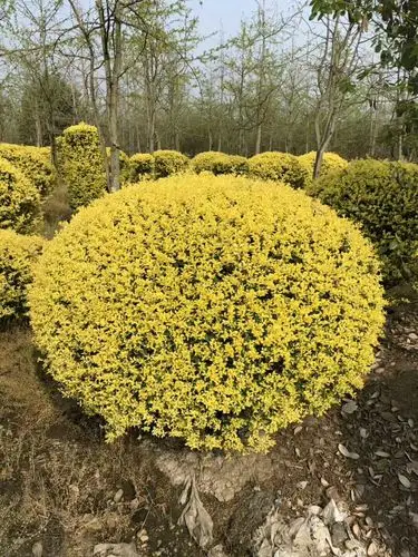 农户自产自销金叶榆球-独杆金叶榆造型-降价苗木