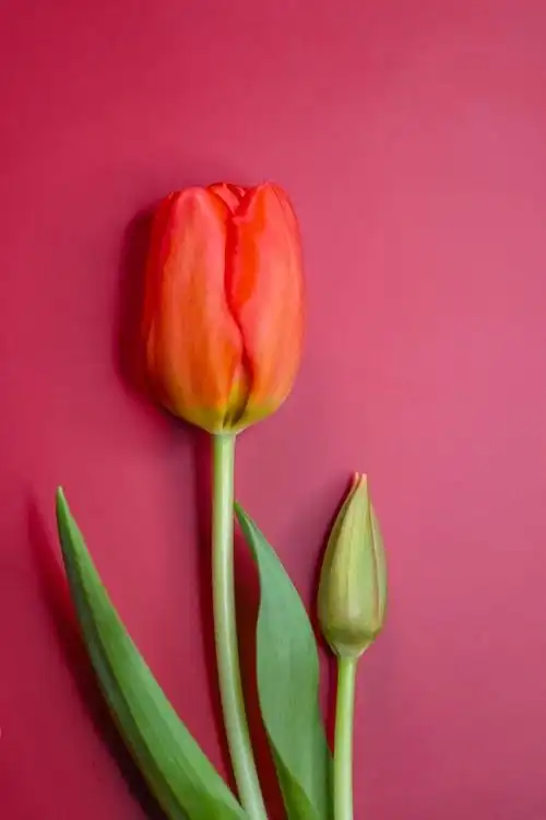 郁金香花语和深远的象征意义