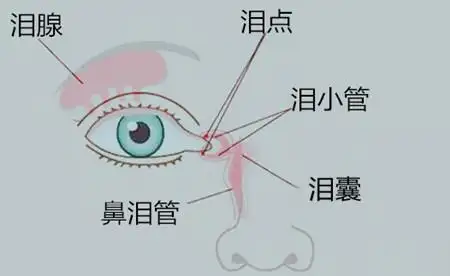 原来水汪汪的大眼睛后面隐藏着这么深的秘密