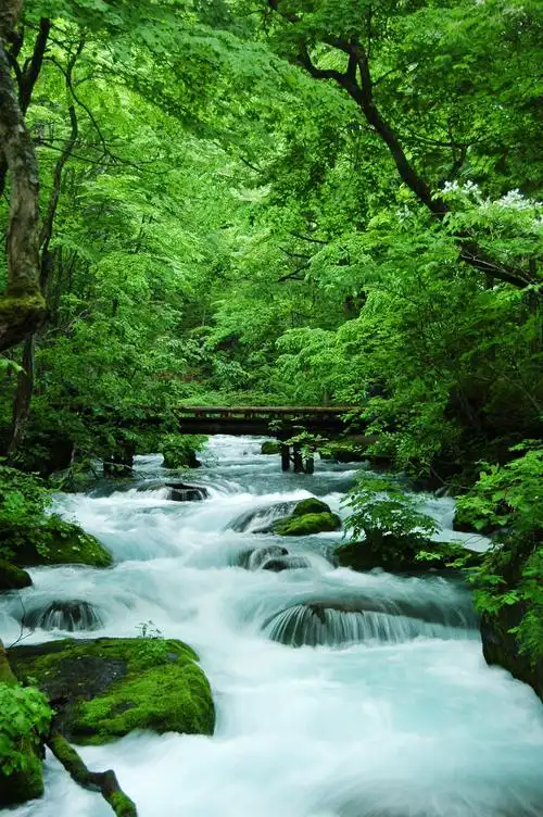 【青森避暑 星野度假村奥入濑溪流】东京 青森 迪士