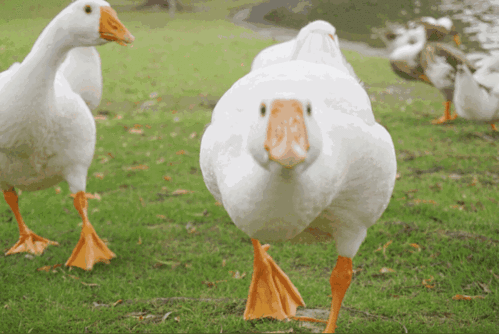 640_428gif 动态图 动图