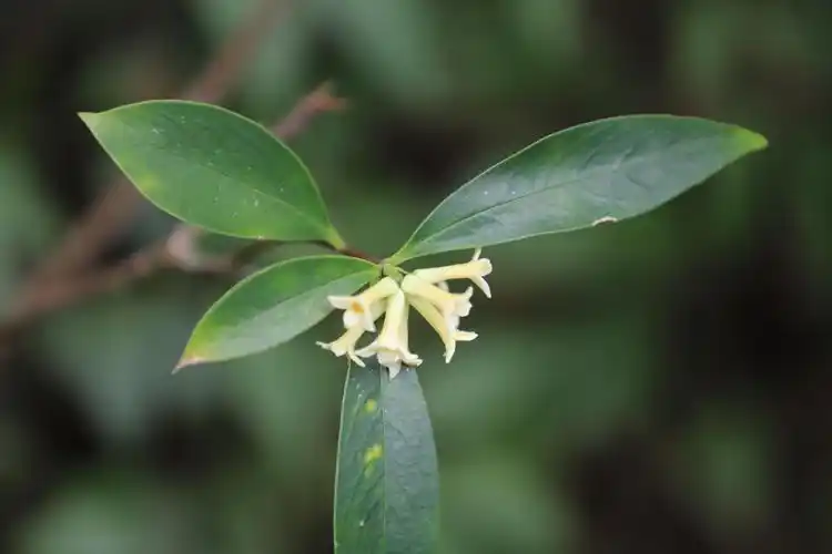 组图鹤峰芬芳山野的毛瑞香