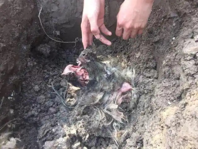 爱犬行为矫正2周后离奇失踪,主人报警后在土里挖出尸首分离的躯壳