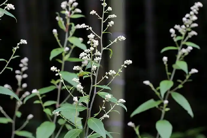 奇蒿知道了你的大名我依然叫你消饭花吧