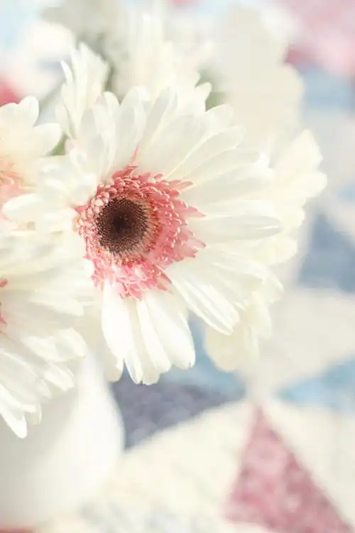 唯美花可爱清新手机壁纸