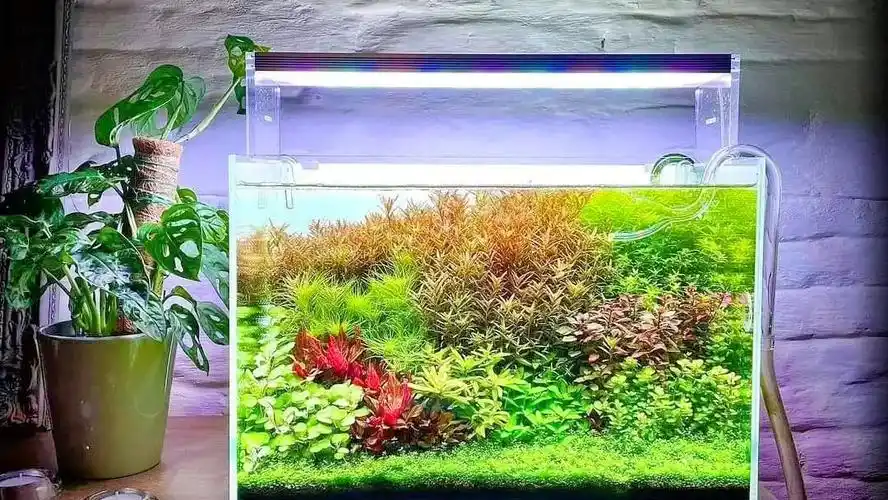 荷兰缸造景素材,源自于大佬们的分享,反正我是爱了爱了.