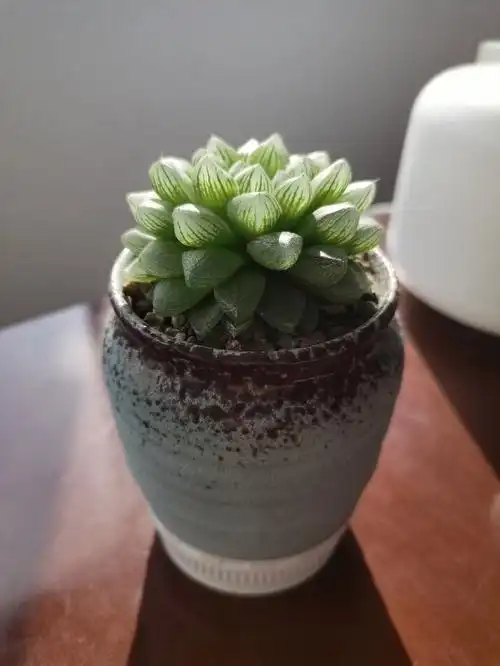 我的小玉露长大了