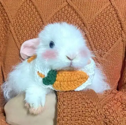 求可爱兔子头像!