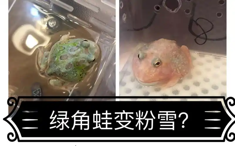 变异角蛙20天之后的惊人变化!什么样的绿角蛙可以变成粉雪呢!