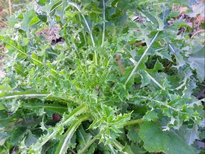 农村4种带刺野菜,第1种含钙高,第4种50元一斤,春季请别错过|苦菜|草药