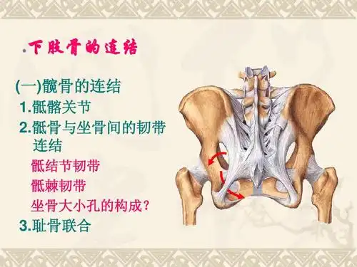 骶骨与坐骨间的韧带 连结 骶结节韧带 骶棘韧带 坐骨大小孔的构成?