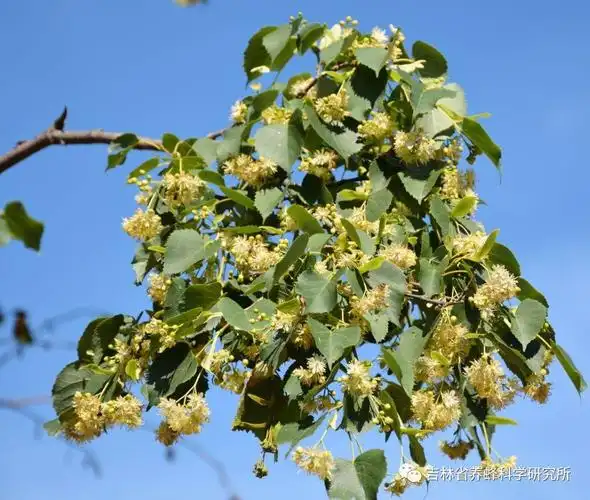 (蜜蜂科普)东北的椴树