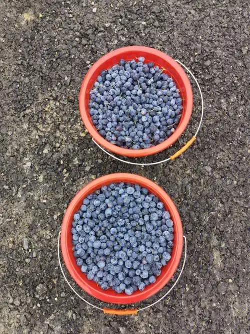 新鲜的野生蓝莓