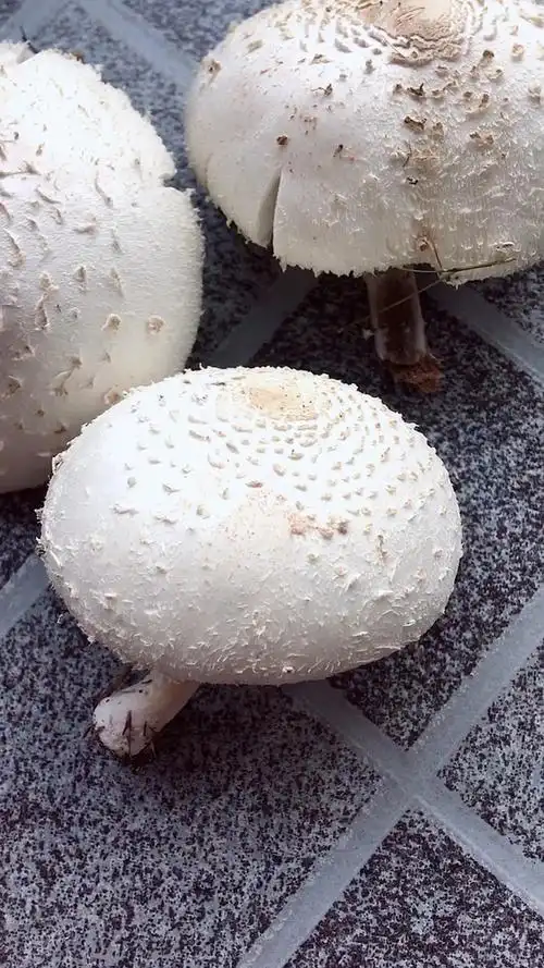 花友有知道的吗这个白色大蘑菇是否是传说中的毒蘑菇我菜来做堆肥的