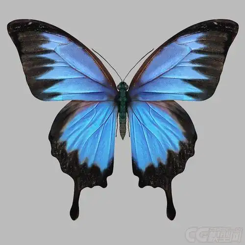 2只写实蝴蝶_ryerson作品_动物哺乳_cg模型网