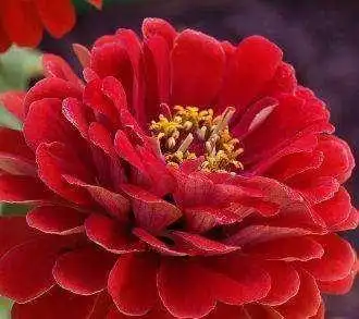 植物给属猴的人带来好运的风景头像吉祥的牡丹花微信