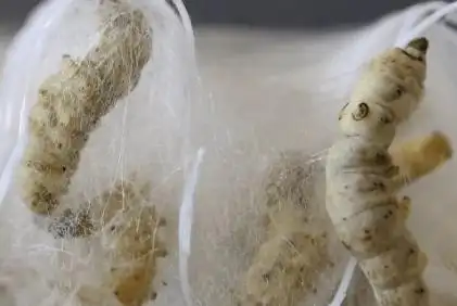 蚕吐丝需要喂桑叶吗|蚕不吃桑叶多久吐丝_宝宝_东西_幼虫